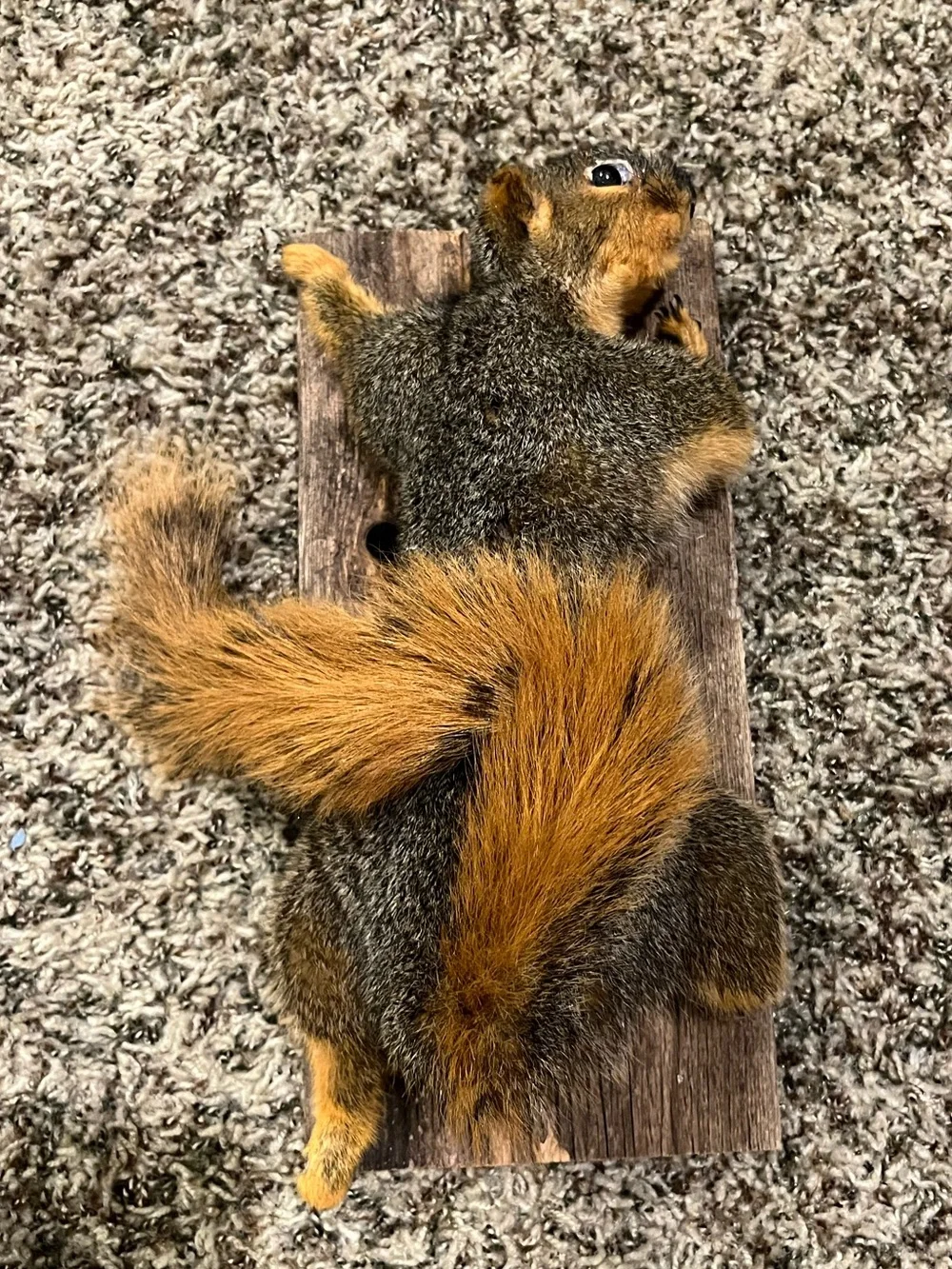 Rustic Gray and Orange Squirrel Wall Accent - Unbranded